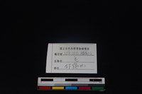 山羌骨藏品圖，第4張