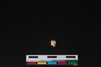 獐骨藏品圖，第1張