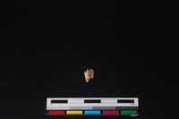 獐骨藏品圖，第2張