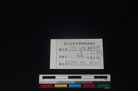 獐骨藏品圖，第3張