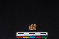 山羌骨藏品圖，第1張