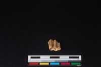 山羌骨藏品圖，第2張