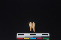 山羌骨藏品圖，第2張