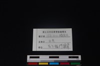 山羌骨藏品圖，第3張