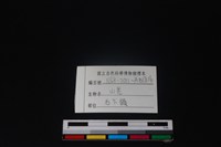 山羌骨藏品圖，第3張