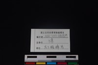 獐骨藏品圖，第3張