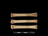 獐骨藏品圖，第1張