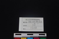 獐骨藏品圖，第3張