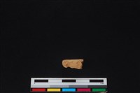 鹿科骨藏品圖，第1張