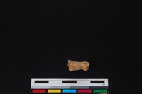 鹿科骨藏品圖，第2張