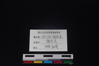 鹿科骨藏品圖，第3張