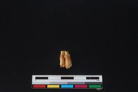 山羌骨藏品圖，第2張