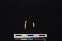 山羌骨藏品圖，第1張