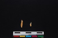 山羌骨藏品圖，第2張