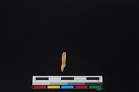 山羌骨藏品圖，第1張