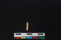 山羌骨藏品圖，第2張