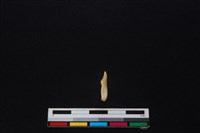 山羌骨藏品圖，第2張