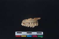 山羌骨藏品圖，第1張