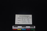 鹿科骨藏品圖，第3張