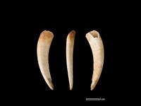 獐骨藏品圖，第1張