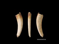 獐骨藏品圖，第1張