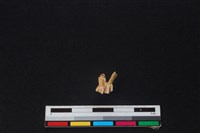 獐骨藏品圖，第1張