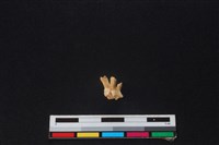 獐骨藏品圖，第2張