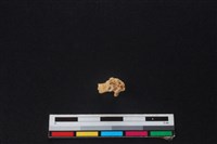 獐骨藏品圖，第3張