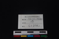 獐骨藏品圖，第4張