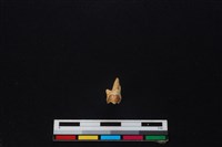 獐骨藏品圖，第2張