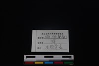 獐骨藏品圖，第3張