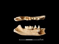 狗獾骨藏品圖，第2張