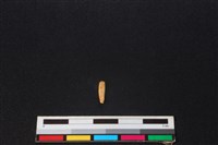 食肉目骨藏品圖，第2張