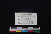 食肉目骨藏品圖，第3張