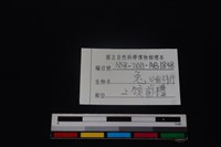 野兔骨藏品圖，第3張