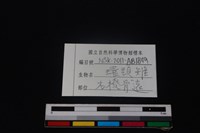 環頸雉骨藏品圖，第3張
