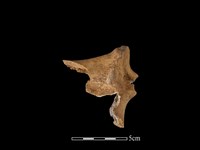 水鹿骨藏品圖，第2張