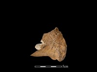 水鹿骨藏品圖，第1張