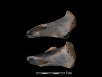 水鹿骨藏品圖，第2張