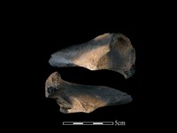 水鹿骨藏品圖，第1張