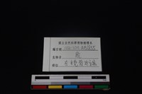 梅花鹿骨藏品圖，第3張