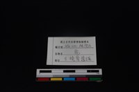 梅花鹿骨藏品圖，第3張
