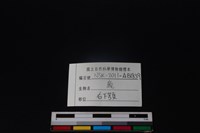 梅花鹿骨藏品圖，第3張