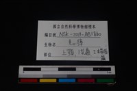 梅花鹿骨藏品圖，第4張