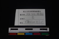梅花鹿骨藏品圖，第3張