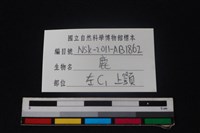 梅花鹿骨藏品圖，第3張