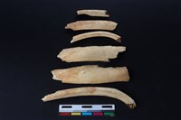 梅花鹿骨藏品圖，第1張