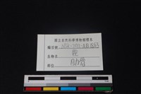 梅花鹿骨藏品圖，第3張