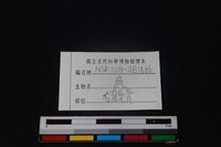 梅花鹿骨藏品圖，第3張