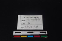 梅花鹿骨藏品圖，第3張